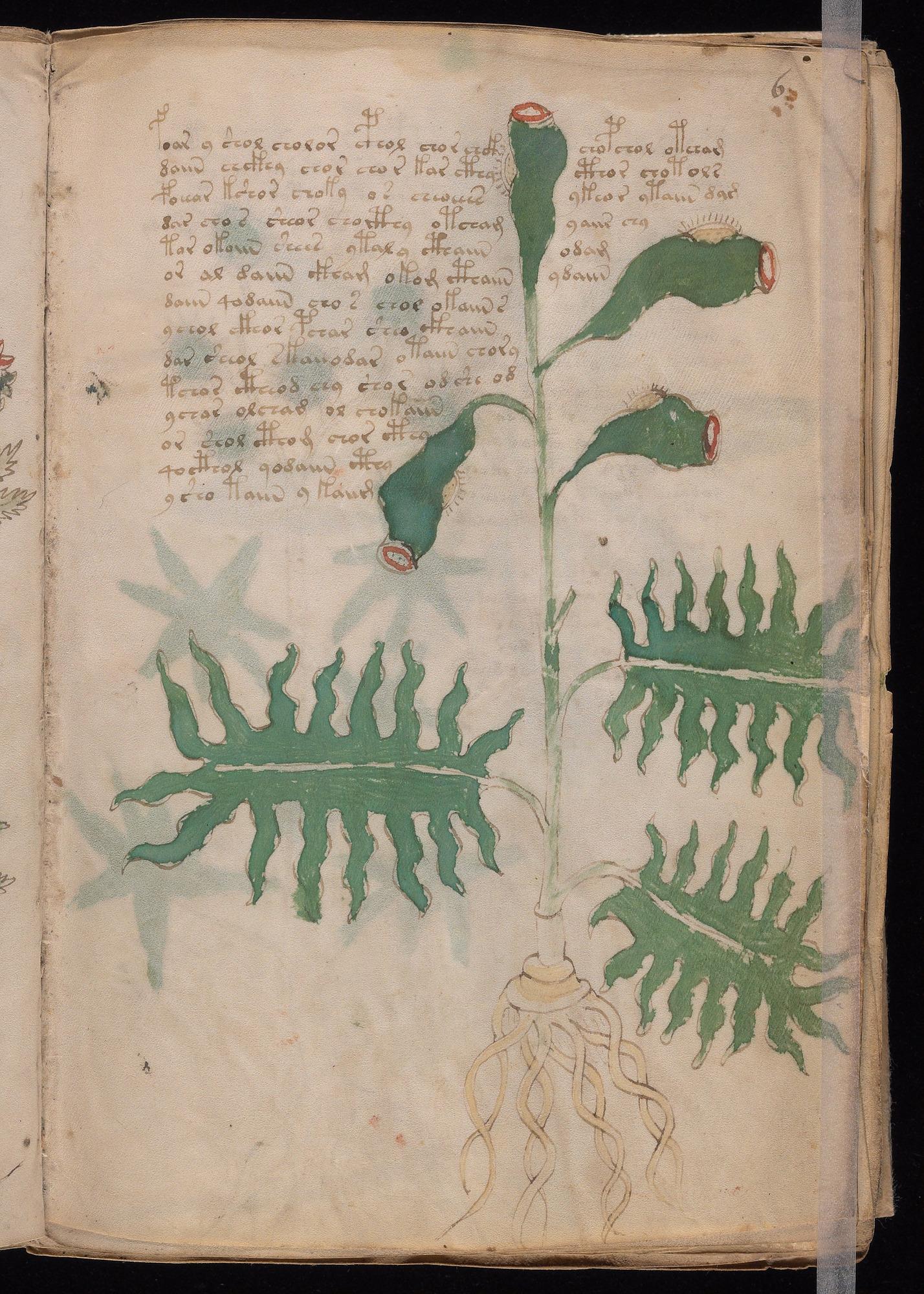 Herbal Page 11